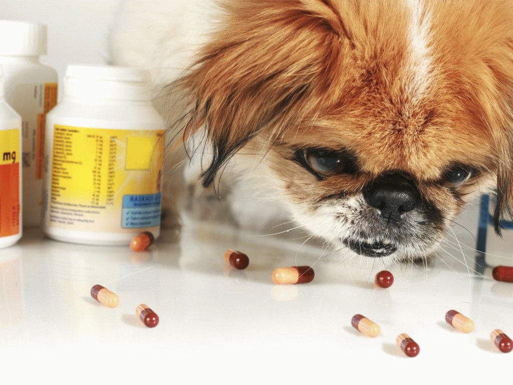 Rangering av de beste vitaminene for hunder av forskjellige raser i 2020
