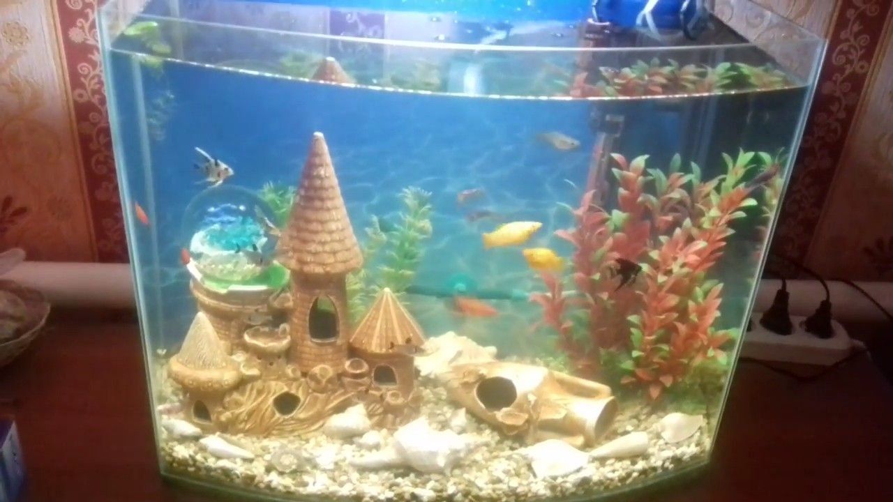 Best aquarium filters in 2020