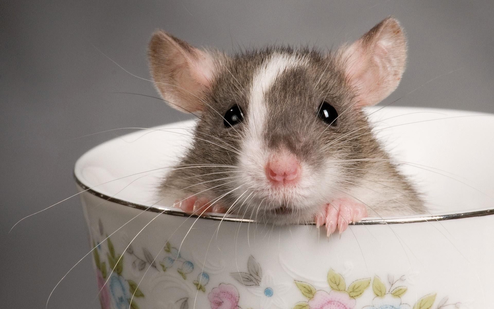 Vurdering av den beste maten til dekorative rotter i 2020