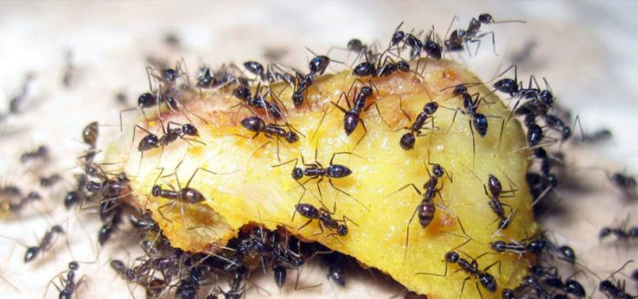 Βαθμολογία των καλύτερων μυρμηγκιών το 2020