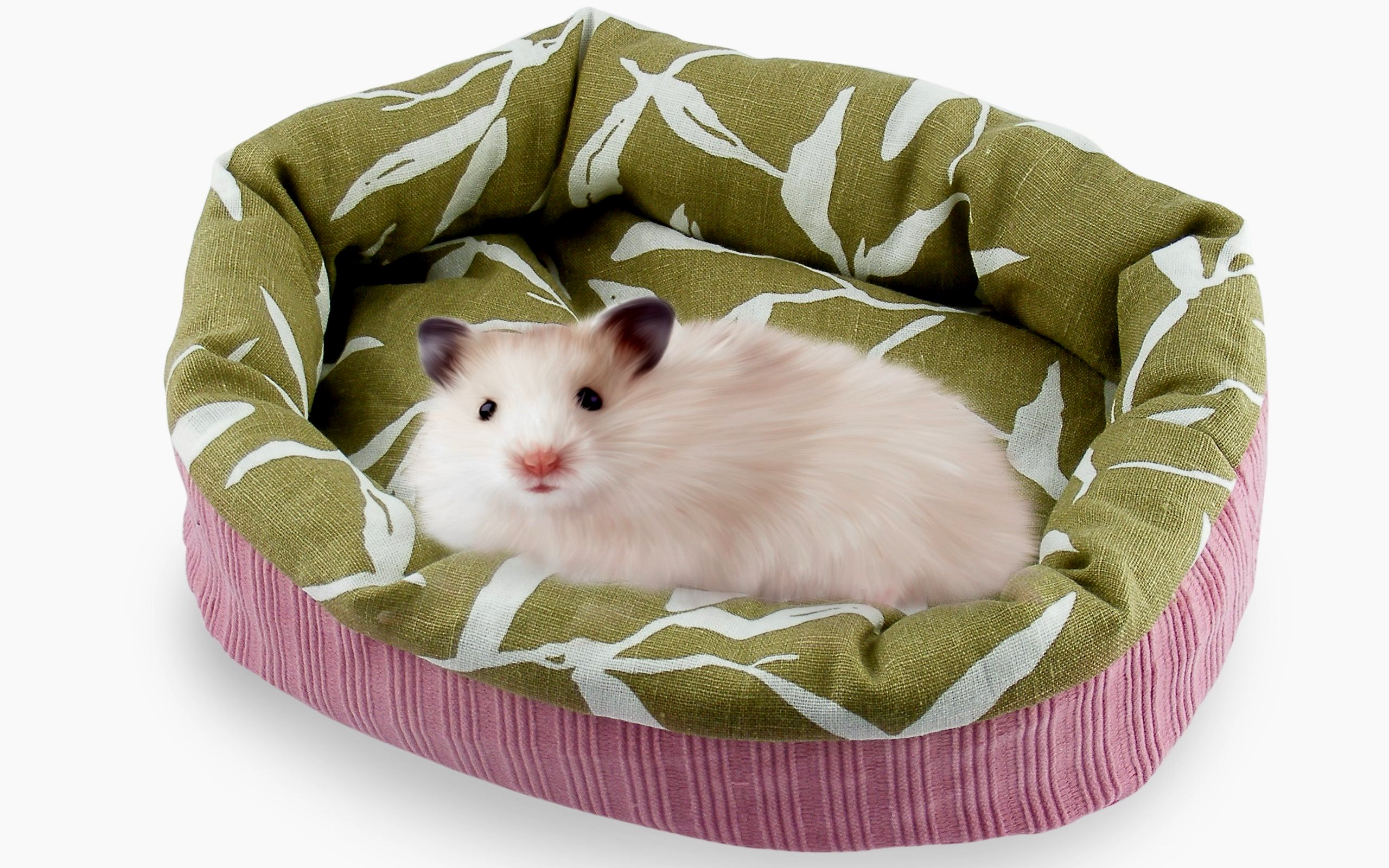 Penarafan sofa terbaik untuk musang dan tikus untuk tahun 2020