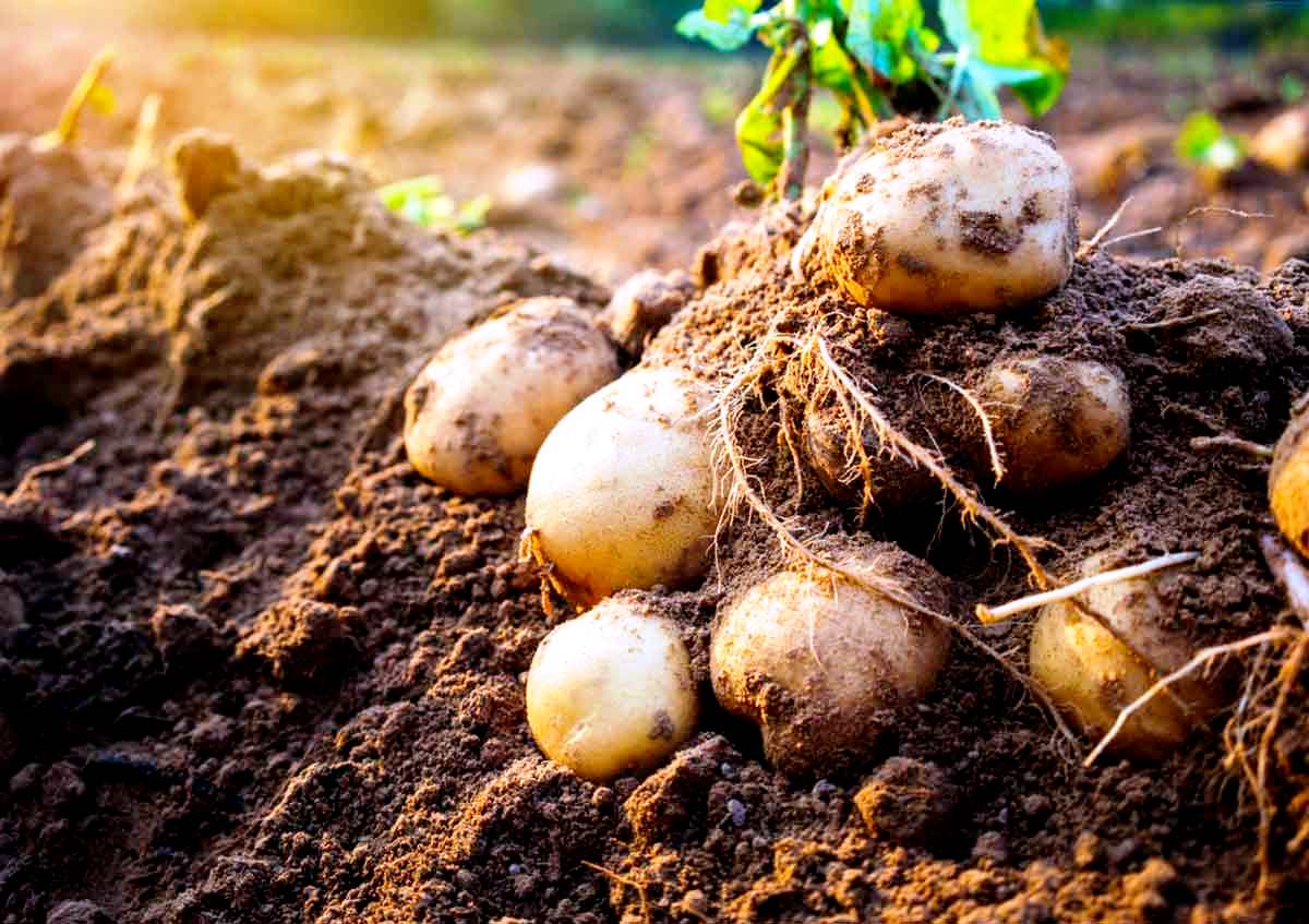 Rangering av de beste potetplantere for motblokker for 2020