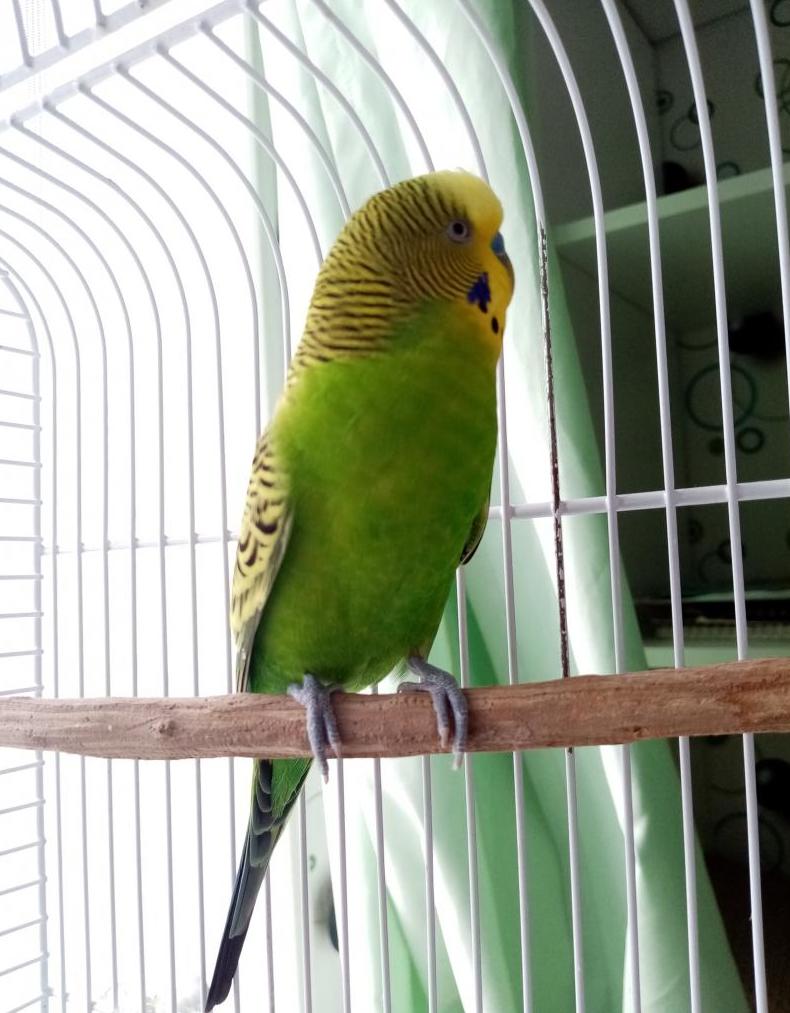 Rating of the best cages for parrots for 2020