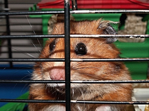 Best rodent cages for 2020