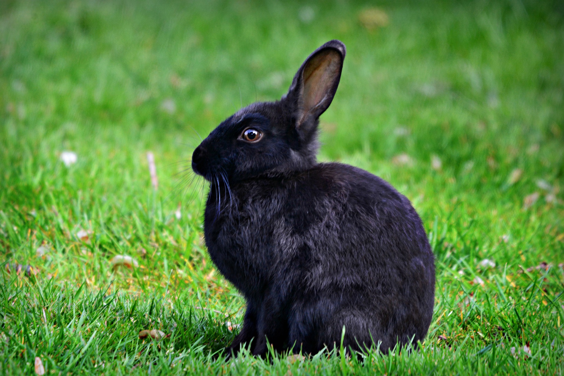Luokitus kaniineille parhaista häkeistä vuodelle 2020